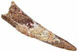 Fossil Pterosaur (Siroccopteryx) Tooth - Morocco #329036-1